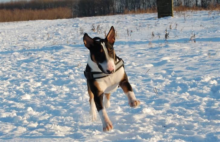Bullterrier Pablo - Pablo knap 8 mdr. billede 7