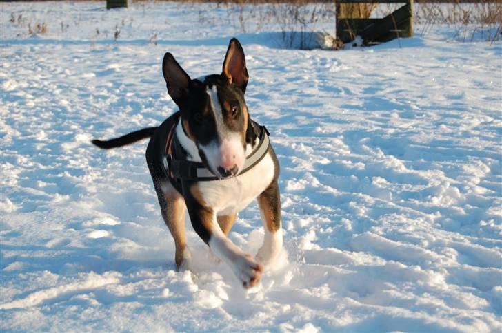 Bullterrier Pablo - Pablo knap 8 mdr. billede 8