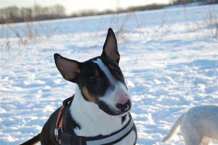 Bullterrier Pablo - Pablo knap 8 mdr. billede 9