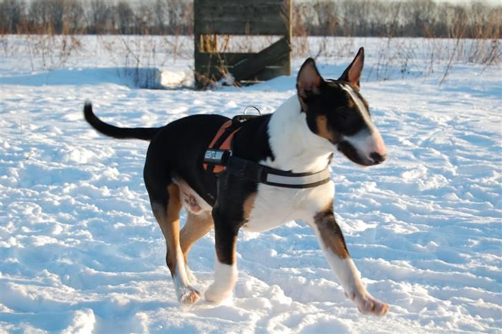 Bullterrier Pablo - Pablo knap 8 mdr. billede 10