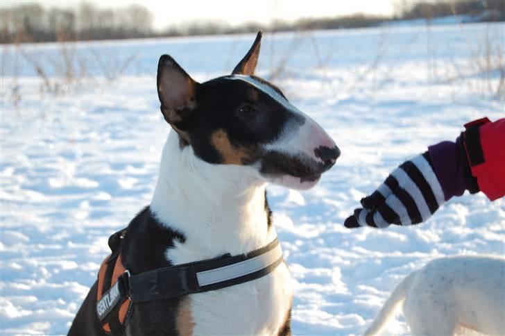 Bullterrier Pablo - Pablo knap 8 mdr. billede 11