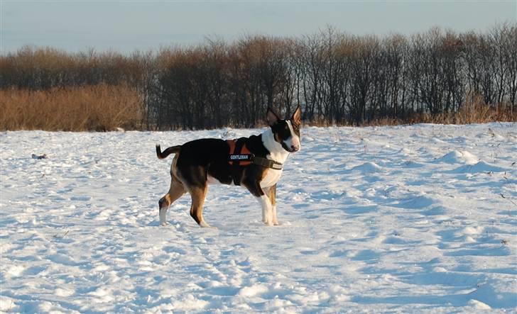 Bullterrier Pablo - Pablo knap 8 mdr. billede 12