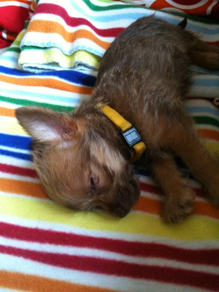 Blanding af racer Yrsa billede 1