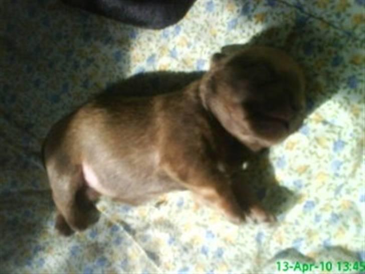 Blanding af racer Yrsa billede 2