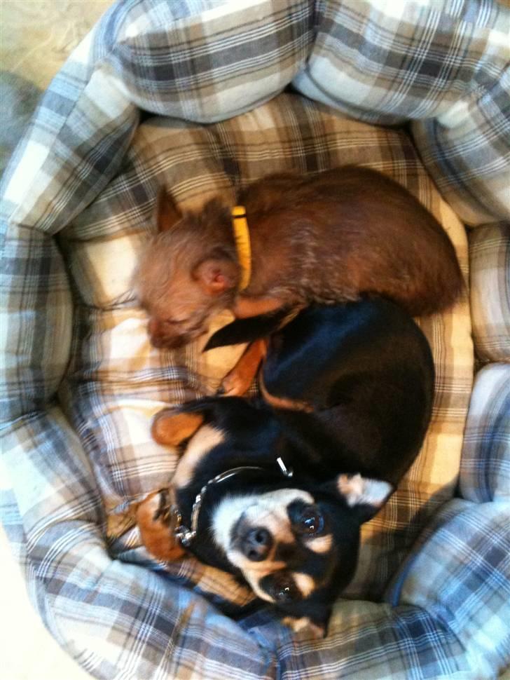 Blanding af racer Yrsa billede 3