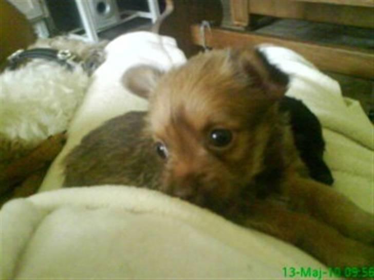 Blanding af racer Yrsa billede 4