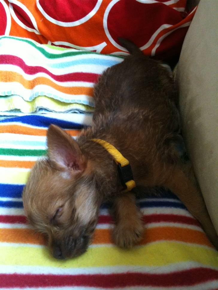 Blanding af racer Yrsa billede 5