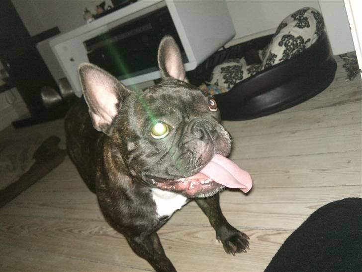 Fransk bulldog Bella billede 1