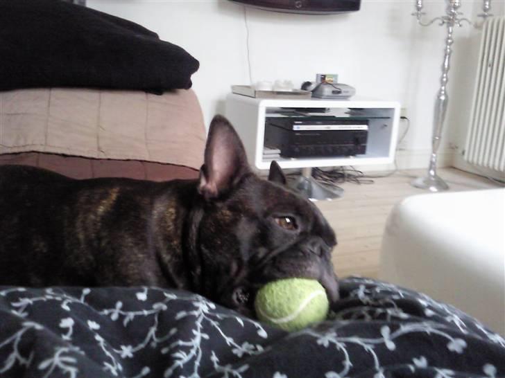 Fransk bulldog Bella billede 2