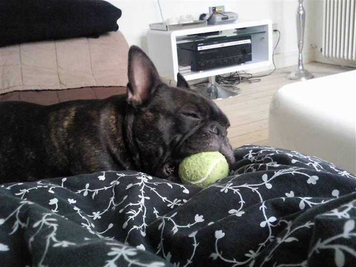 Fransk bulldog Bella billede 3