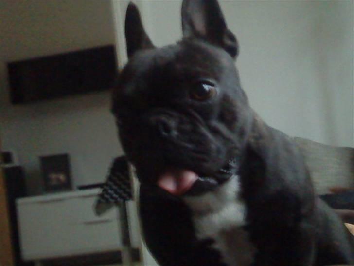 Fransk bulldog Bella billede 4