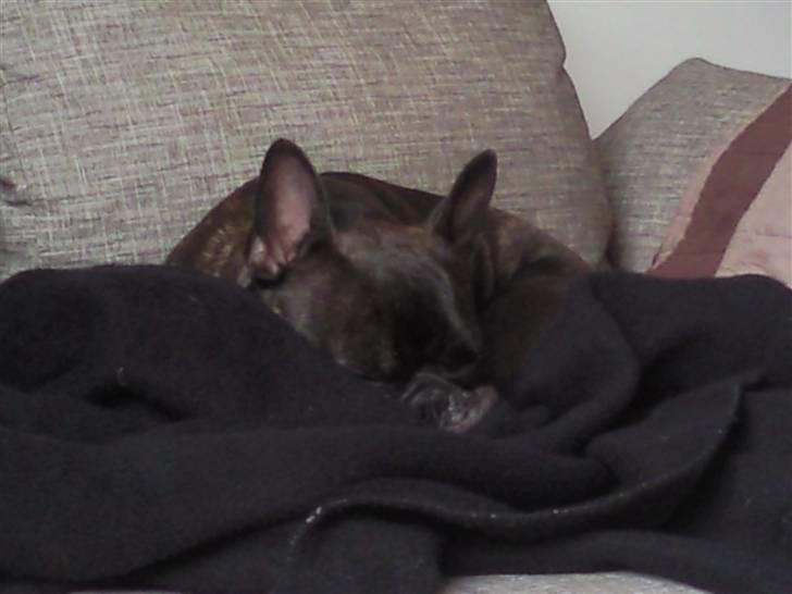 Fransk bulldog Bella billede 5