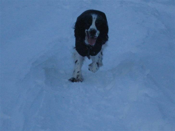 Cocker spaniel Scott <3 billede 17