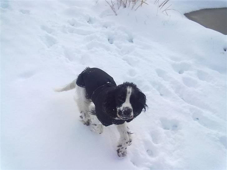 Cocker spaniel Scott <3 billede 18
