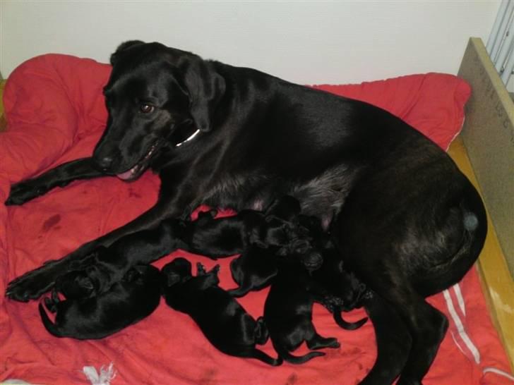 Blanding af racer lady billede 7