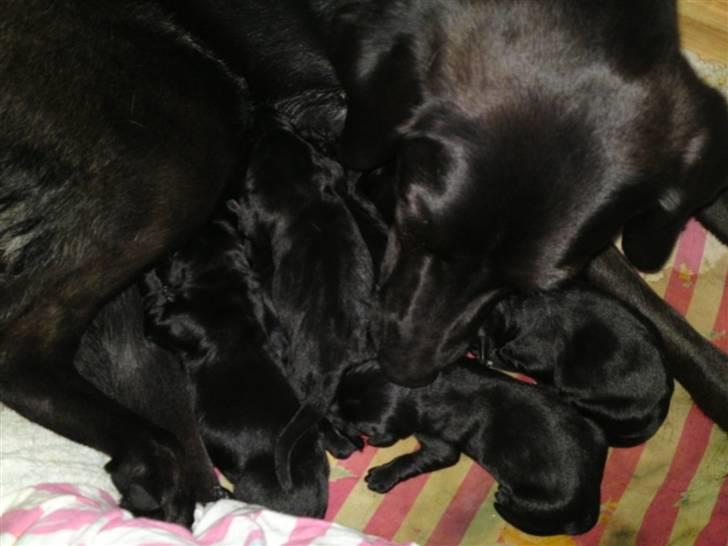 Blanding af racer lady billede 8