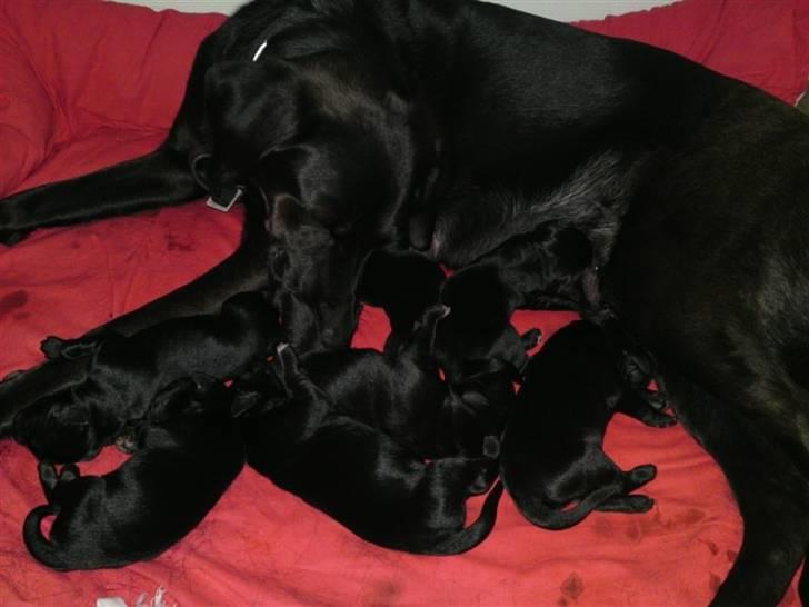 Blanding af racer lady billede 9