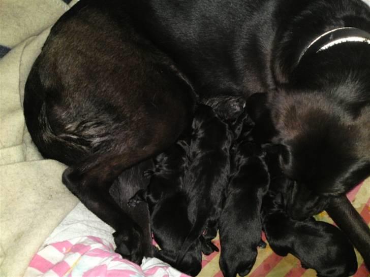 Blanding af racer lady billede 10