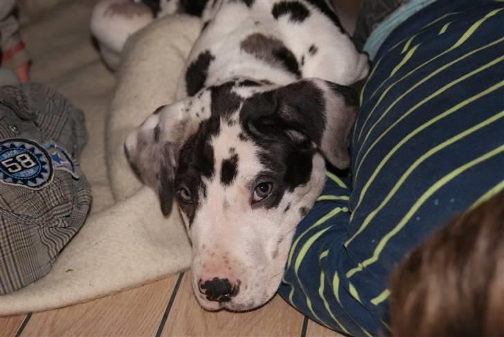 Grand danois Kato billede 11