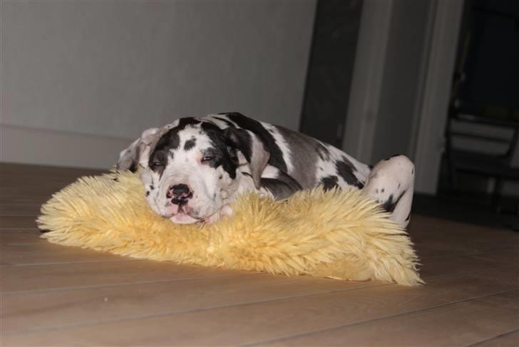 Grand danois Kato billede 12