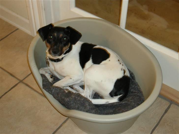 Dansk svensk gaardhund MILLE billede 14