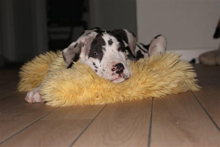 Grand danois Kato billede 13