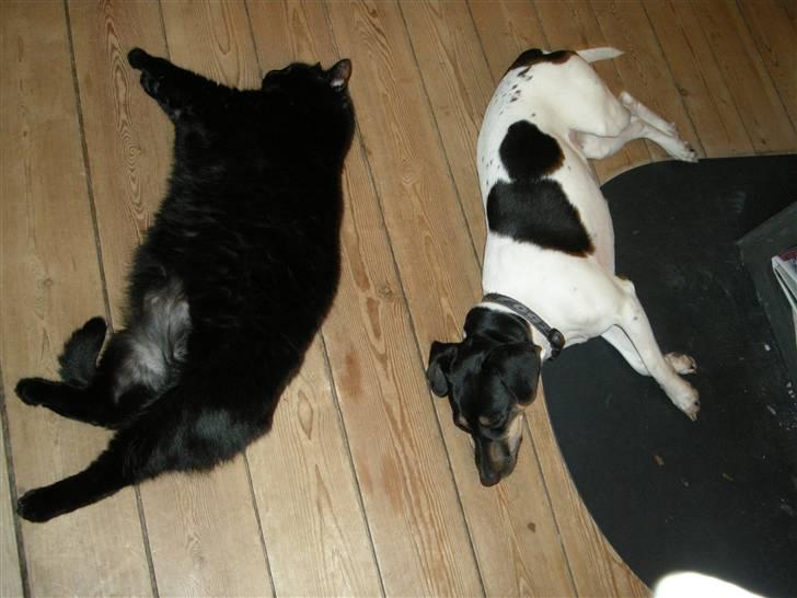 Dansk svensk gaardhund MILLE billede 15