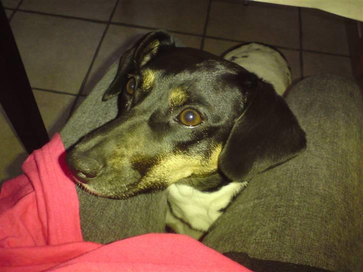 Dansk svensk gaardhund MILLE billede 16