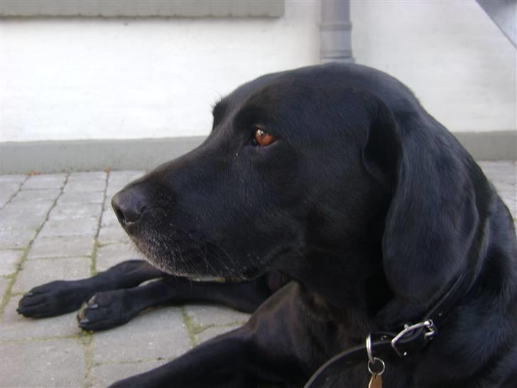 Labrador retriever Simba [himmelhund] billede 13