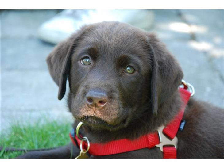 Labrador Retriever Nala - 2010 - Nala Er Vores Første Hund Og ...