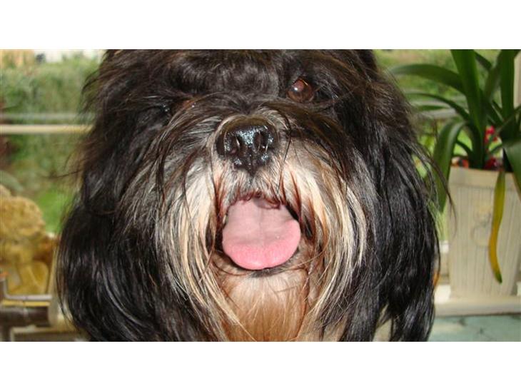 {{currentPhoto.altText}} billede {{currentPhoto.number}}