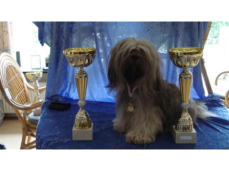 {{currentPhoto.altText}} billede {{currentPhoto.number}}