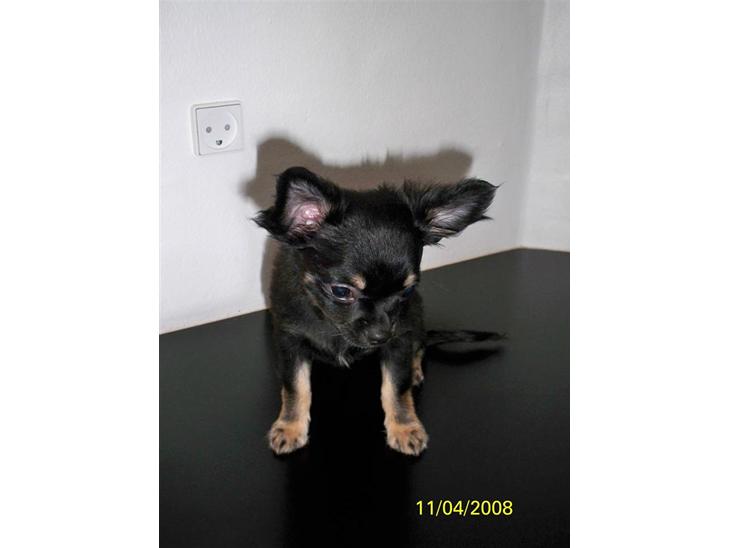 Chihuahua Oliver (SOLGT) billede 1