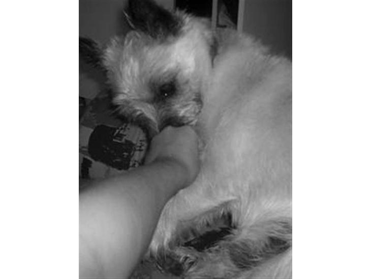 {{currentPhoto.altText}} billede {{currentPhoto.number}}