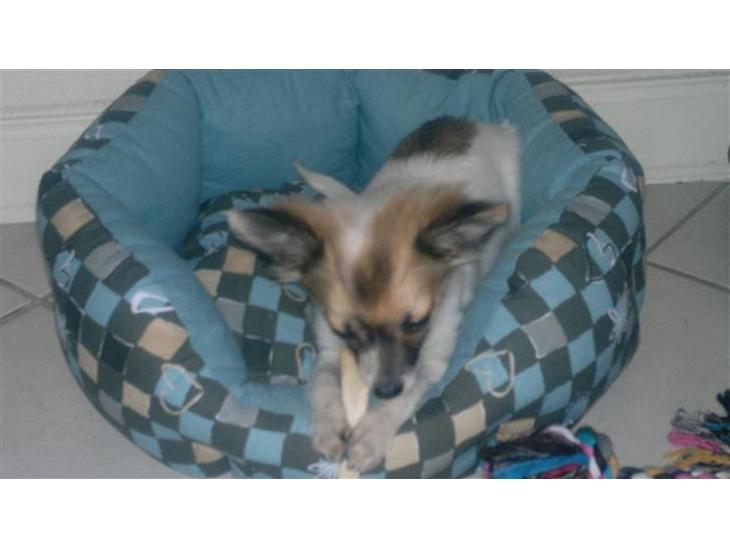 Chihuahua GISMO billede 1