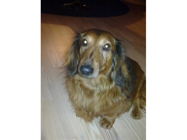 Gravhund Muttley R.I.P  - Verdens dejligste gravhund! :) billede 1