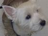 West highland white terrier Cleo [ Himmelhund]