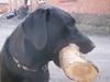 Labrador retriever Fluffy