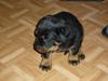 Rottweiler Laban