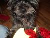 Cairn terrier Meg Leandros