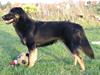 Blanding af racer Rollo [ Himmelhund]