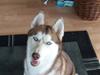 Siberian husky Micha