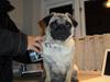 Mops Amandafisen