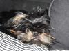 Griffon bruxellois Lauris