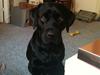 Labrador retriever balder