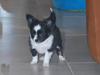 Chihuahua Skovlunds Piil