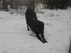 Labrador retriever Bamse 