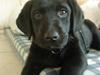 Labrador retriever Basse