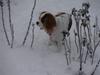 Cavalier king charles spaniel Cavanuggis Ally