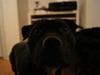 Staffordshire bull terrier *victor* HVIL I FRED<3 [ Himmelhund]